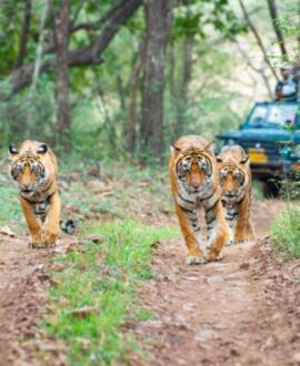 Ranthambore